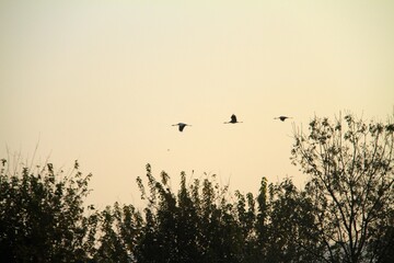 birds flying in sky