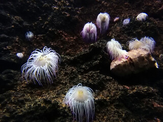 group of Snakelocks anemone with fluorescent tentacles in a rock pool