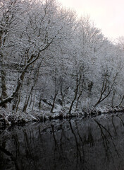 winter scene with snow covered frozen trees reflected in still dark water