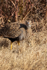 Female Northern Black Korhaan, Pilanesberg National Park