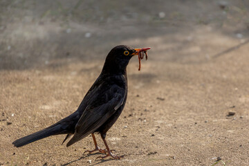 amsel