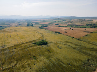Fototapeta na wymiar Aerial view of sunflower field near village of Boshulya, Bulgaria