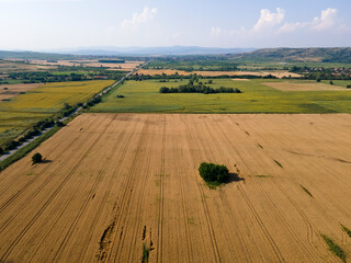Obraz premium Aerial view of sunflower field near village of Boshulya, Bulgaria