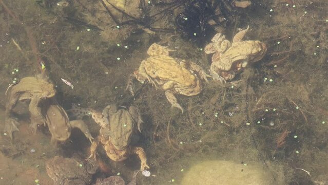 zahlreiche Erdkr&ouml;ten (Bufo bufo) bei der Paarung im Gartenteich