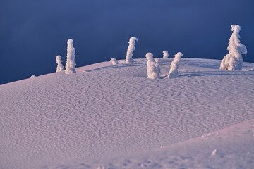 Trees covered with ice and snow in mountains at sunset. Snow Ghosts on Mt Seymour. Vancouver. British Columbia. Canada