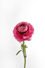 Ranunculus flower on white background in fuchsia color