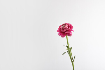 Ranunculus flower on white background in fuchsia color