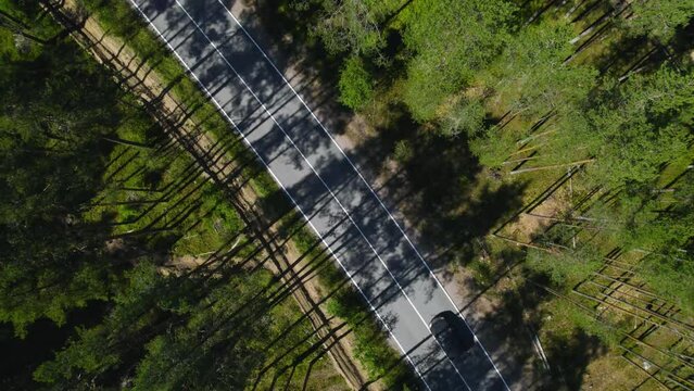 Aerial view of the suburb road and greenery woods. Travelling vehicles drive along the highway surrounded by green trees. A car trip through a dense forest which was filmed from the tops of pines.