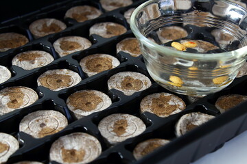 peat pellets tablets in tray for seeds growing with seeds bowl,selective focus