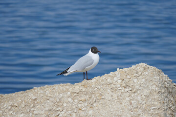 Gabbiano con la testa nera