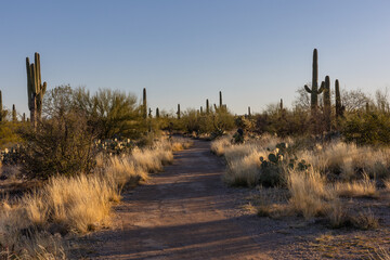 Hiking trail among Saguaro cactus