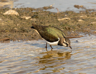 Lapwing or peewit at a wetlands lagoon.