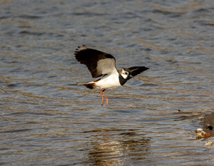 Lapwing at a wetlands lagoon.