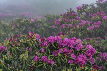 Rhododendron in Foreground of More Rhododendron