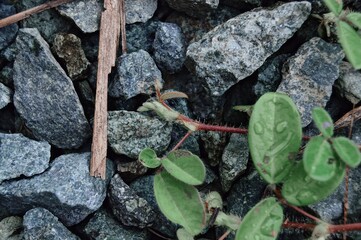 close up of a leaf on a stone
