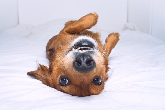 Funny Crazy Brown Dog Lying On The Back On White Bed. Happy Playful Dachshund Having Fun