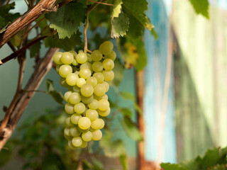 Bunches of green grapes hanging and growing on vineyards