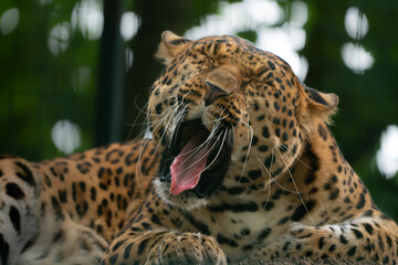 Fototapeta na wymiar close up of a sleepy leopard