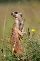 Meerkat, Addo Elephant National Park
