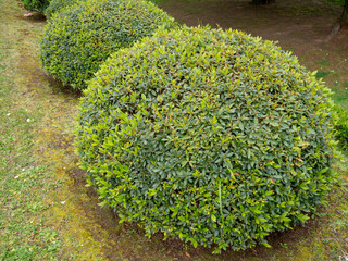 Azalea pruned plants covered with buds