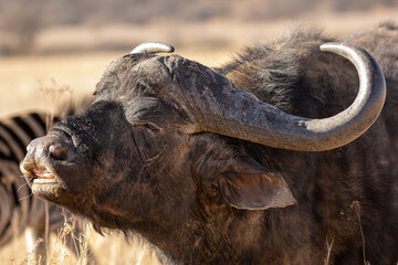 African buffalo exhibiting the flehmen response, Kruger National Park