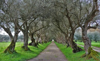 Fototapeta na wymiar Paseo de los olivos, Galicia