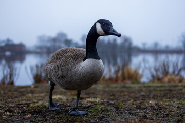 Canada goose waddles by riverside at dawn