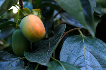 Persimmon on a tree in the garden.