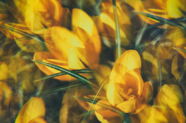 Yellow crocuses bloomed
