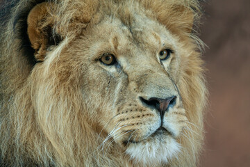 Fototapeta premium portrait of a lion