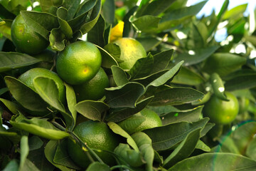 Citrus on the trees.  Mandarine, images of beautiful mandarine.