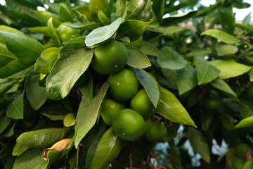 Citrus on the trees.  Mandarine, images of beautiful mandarine.