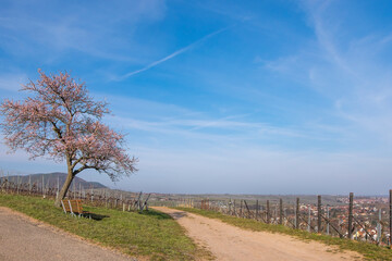 Blühender Mandelbaum (Prunus dulcis) über Birkweiler