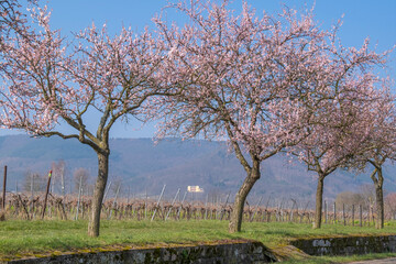Mandelbaumblüte(Prunus dulcis), Pfalz