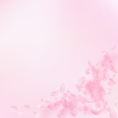 Fototapeta premium Sakura petals falling down. Romantic pink flowers corner. Flying petals on pink square background. Love, romance concept. Vibrant wedding invitation.