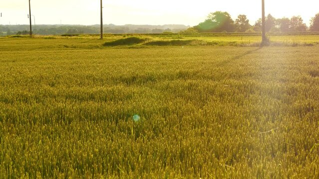 Evening view of a vast field. 
