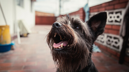 black schnauzer dog sticking out tongue happy