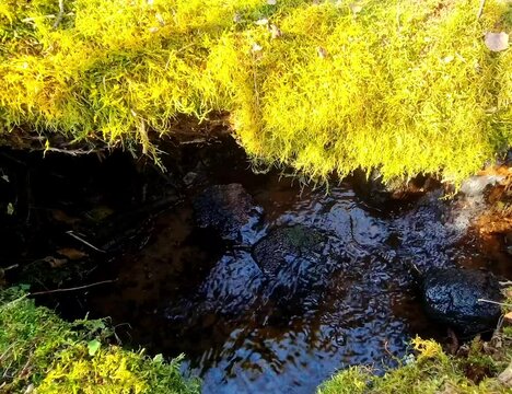 Moosy and green forest relaxing streamlet of clear