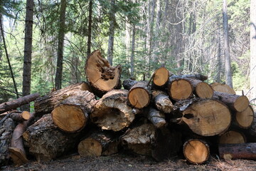 Dried tree branch on dried grass. image beautiful landscape