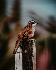 sparrow on a fence