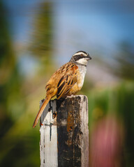 rofous collared sparrow