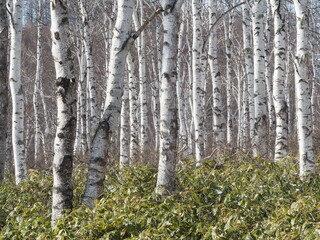 Fototapeta premium 冬の白樺林