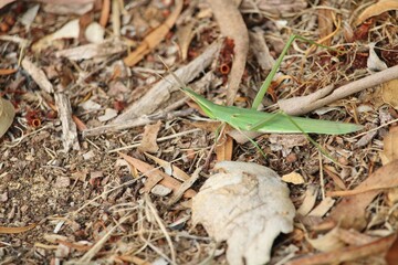 Giant Green Slantface (Acrida conica) South Australia