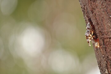 Gum exuding from Acacia tree trunk due to stress, South Australia