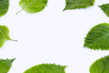 Frame made of Green Shiso or oba leaves on white background.
