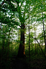 morning in the woods