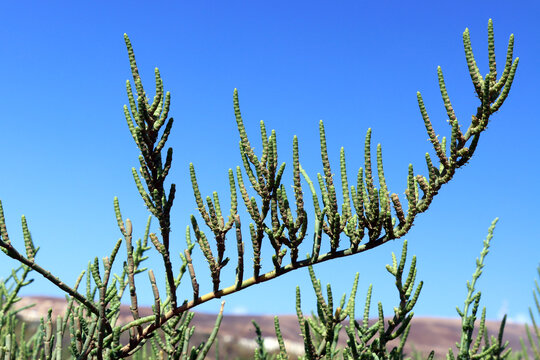 Salzpflanze Sarcocornia fruticosa
