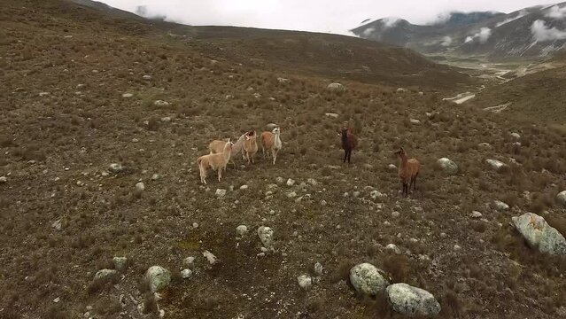 Muchas alpacas y llamas en una montaña de Peru. Concepto de animales, vida silvestre.