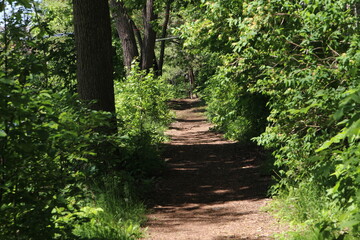 Obraz premium stairway to heaven