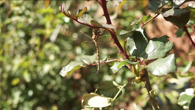 Libelula descansando en una rosa. Concepto de animales y naturaleza.